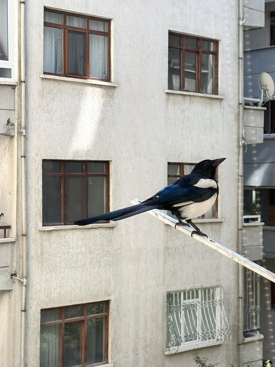 bestaminereden's tweet photo. Bugün gelmediğini düşünmeniz beni çok üzer https://t.co/zL3eNqLE3W