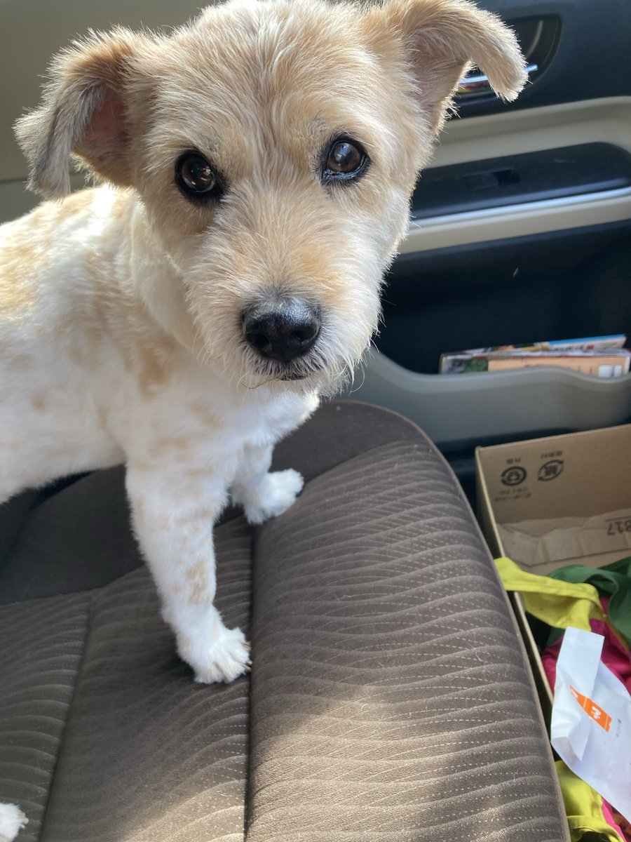 ponple_57's tweet photo. #犬 #いぬ #イヌ #わんこ #ワンコ
#犬のいる幸せ #犬のいる生活
#犬のいる暮らし
#犬好きさんと繋がりたい #ポム

コンビニから戻ってくると
すぐに
「ななチキ」がバレて クンクンされ
ジーーっと見つめてきた😂

あなた、おやつも食べたでしょー！
これは私のお昼！！

#セブンイレブン https://t.co/bh0ThAhfvF