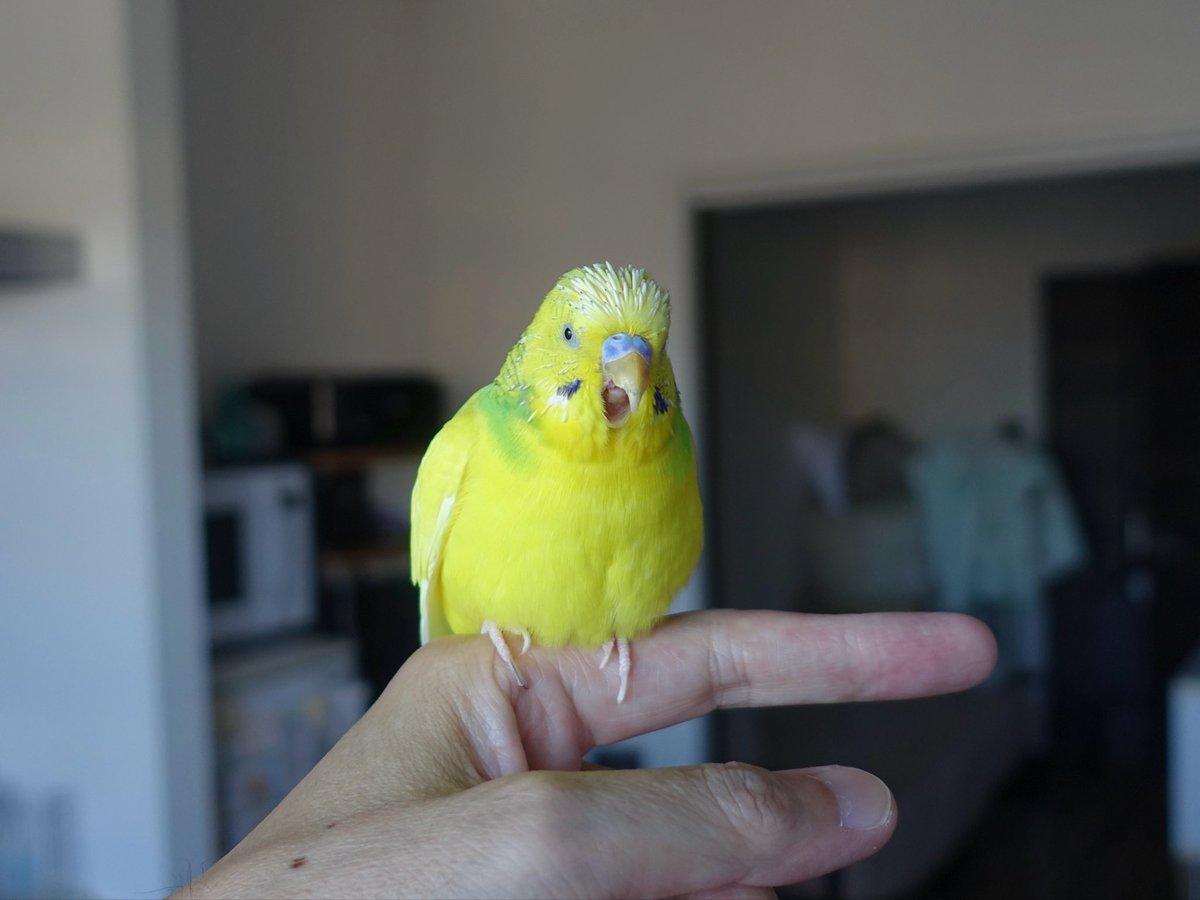 sekiseihouse's tweet photo. 【4193】向こう側に誰かいる！？ 🦜| セキセイハウス☆セキセイインコの住む家の日々
https://t.co/PUINKdkxM8
#Amebaブログ #アメブロ #セキセイインコ https://t.co/j8PZJJZiXo