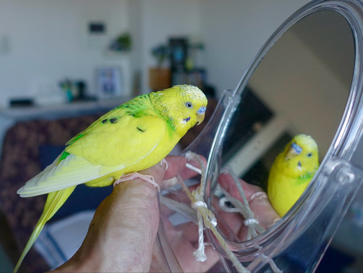 sekiseihouse's tweet photo. 【4193】向こう側に誰かいる！？ 🦜| セキセイハウス☆セキセイインコの住む家の日々
https://t.co/PUINKdkxM8
#Amebaブログ #アメブロ #セキセイインコ https://t.co/j8PZJJZiXo