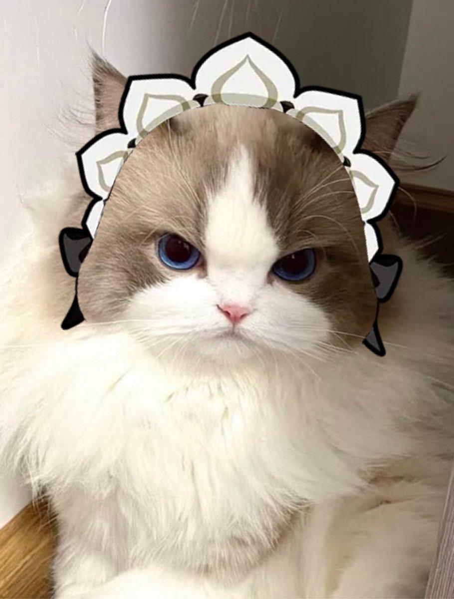 humanlouboutin's tweet photo. the more they hate on sandrone the more i’ll post pics of cute kitties that look like her https://t.co/rJemnPBMDH