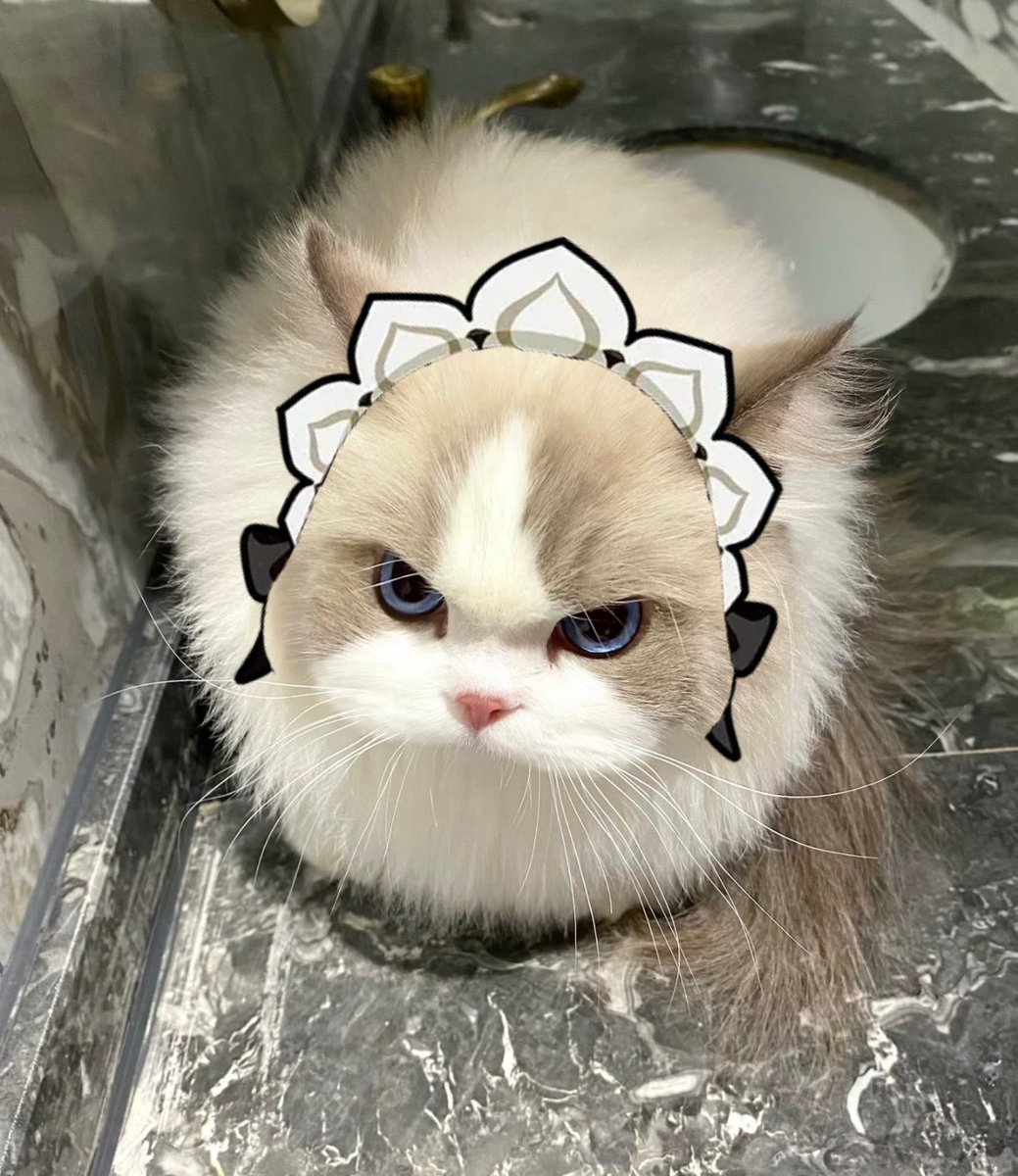 humanlouboutin's tweet photo. the more they hate on sandrone the more i’ll post pics of cute kitties that look like her https://t.co/rJemnPBMDH