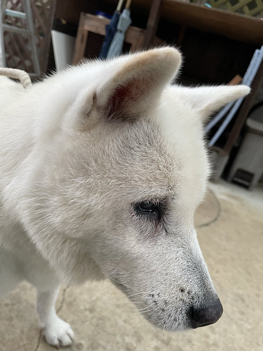 84Reach's tweet photo. フウだよ！みんな元気？#紀州犬 #大��の風 https://t.co/aC7OAOgnpf