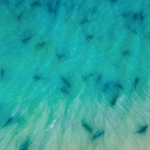 HopeMediaFR's tweet photo. 🦈 Près de 500 requins-hâ ont été observés pendant cinq jours au large de l'île de Ré, une concentration jamais vue en France.

🌊 Filmés par drone, ces requins sont inoffensifs pour l'homme et classés en danger critique d'extinction dans le monde.

📰 France Info
📸 Gaël Contal https://t.co/1fYNZRSNQf