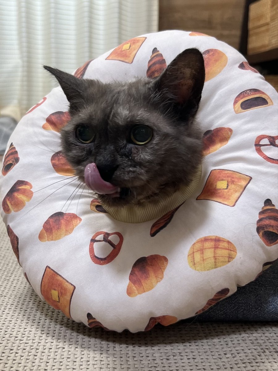 masuneco7's tweet photo. 新しいエリカラはパン‼︎
🥐！🍞！🥖！🥨！
パン食べたーい！ https://t.co/CAxBzutZpM