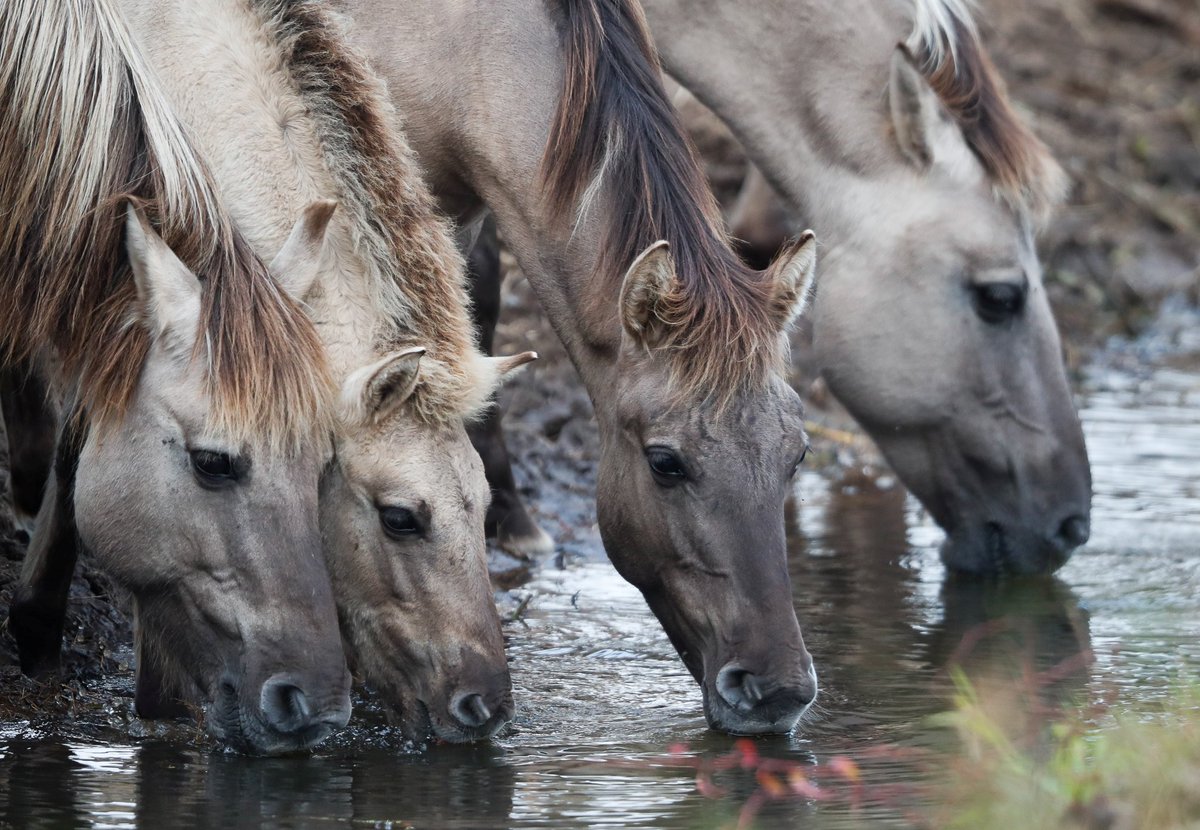 SIMV_RP's tweet photo. 🐴🇨🇾 #WestNile à Chypre : 5 chevaux infectés dans un même établissement
➡️ 1er cas détecté le 9 septembre
➡️ 4 autres lors de l’enquête épidémiologique
➡️ fièvre, faiblesse et ataxie
➡️ aucun décès, état clinique en amélioration
https://t.co/8Yewo7jexP https://t.co/eiQVrJDhYW