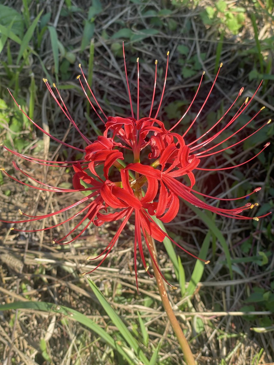 Reon1054's tweet photo. 綺麗な彼岸花♦️❤️🎈 https://t.co/NUaXIcKp1x