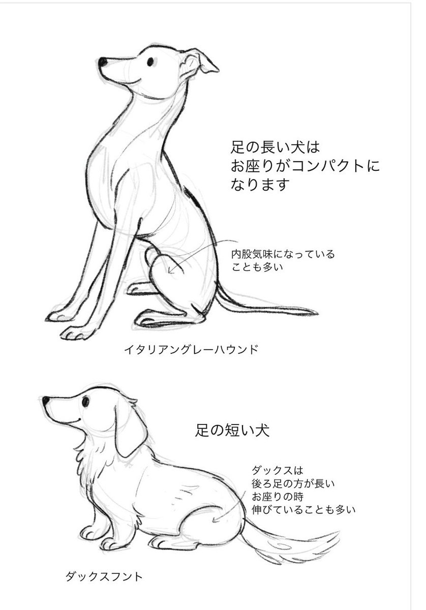 bana_ane_illust's tweet photo. 足の長い犬はお座りがコンパクトです https://t.co/xhKBAzp4XC