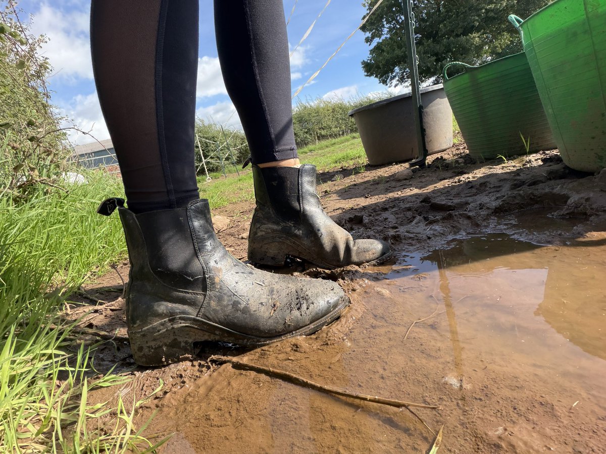 spoilbellaworld's tweet photo. Good morning from the field! Short jodhpur boots today because I left my long ones in the boot of my other car 🥲 https://t.co/H7VgoRrSlc
