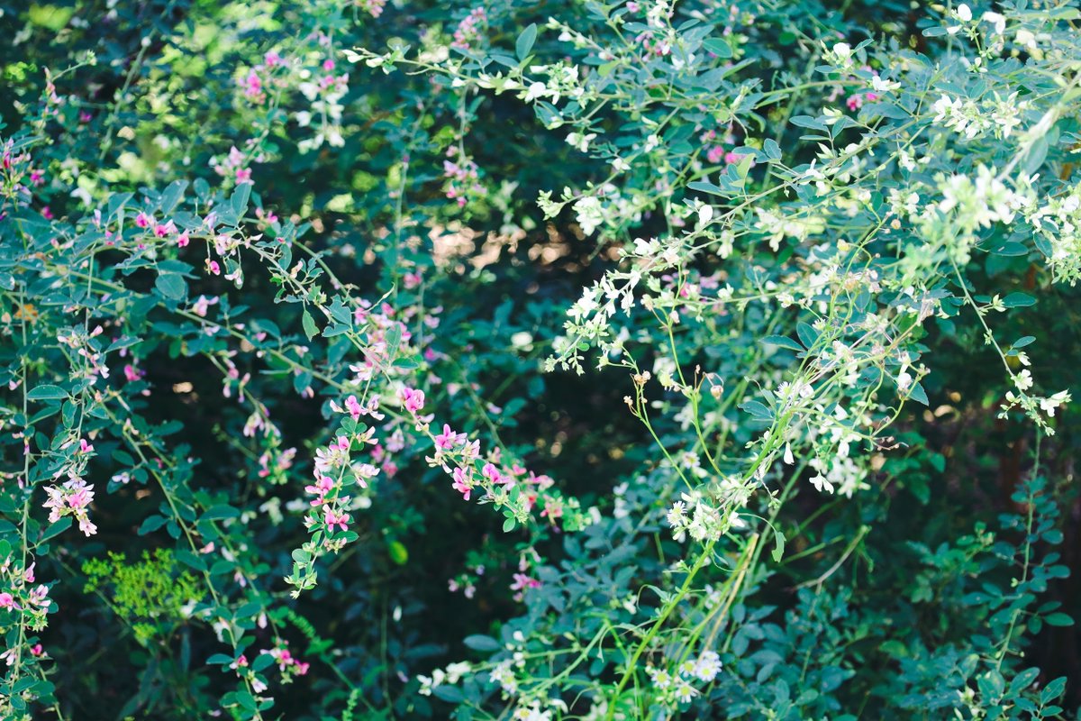 tefucomehere's tweet photo. 萩の花、とても好き https://t.co/4ZGOaLhp1x