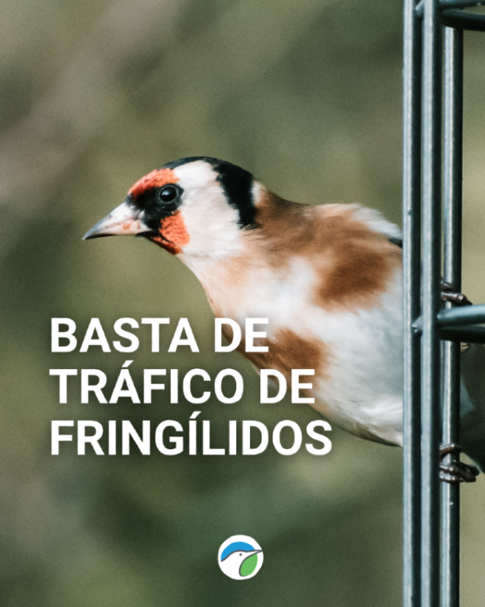 SEO_BirdLife's tweet photo. ‼️Las aves silvestres deben de estar en libertad. 

La incautación de más de 1.500 jilgueros en Alicante pone en evidencia la demanda de aves de canto en los mercados norteafricanos. https://t.co/HaWCFGQjH7