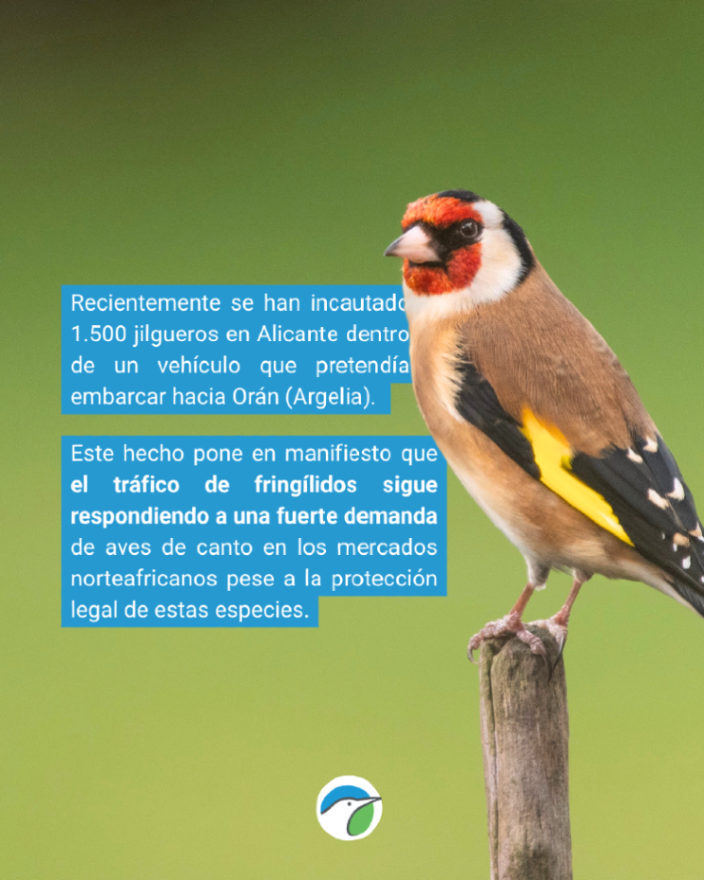 SEO_BirdLife's tweet photo. ‼️Las aves silvestres deben de estar en libertad. 

La incautación de más de 1.500 jilgueros en Alicante pone en evidencia la demanda de aves de canto en los mercados norteafricanos. https://t.co/HaWCFGQjH7