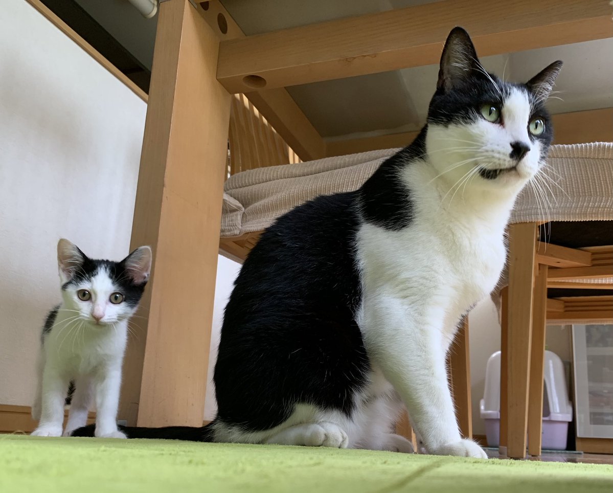 yellowrabbit67's tweet photo. 今日は過去最大に放牧してたら伸び伸び過ごしてた…先住猫との関わり方にも慣れてきたのか？基本的には構って欲しいがお互いのペースで休むときは休むが出来ていた。仔猫の成長は早いらしいので記録しながら見守れたらと思うそして先住猫の懐の深さに感謝を🐱 https://t.co/RooyBPMG0O