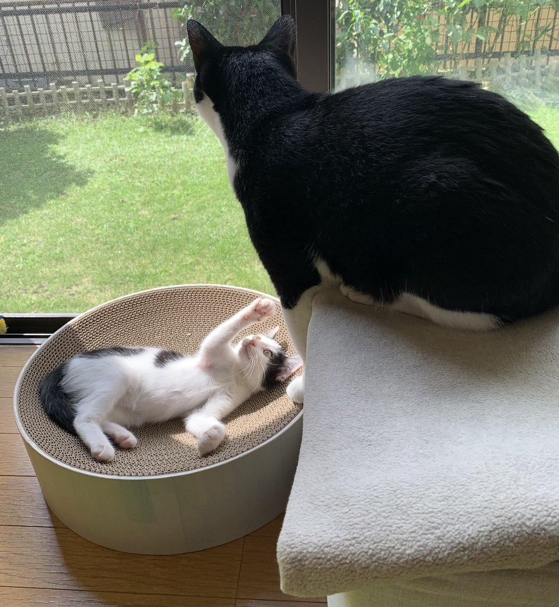 yellowrabbit67's tweet photo. 今日は過去最大に放牧してたら伸び伸び過ごしてた…先住猫との関わり方にも慣れてきたのか？基本的には構って欲しいがお互いのペースで休むときは休むが出来ていた。仔猫の成長は早いらしいので記録しながら見守れたらと思うそして先住猫の懐の深さに感謝を🐱 https://t.co/RooyBPMG0O