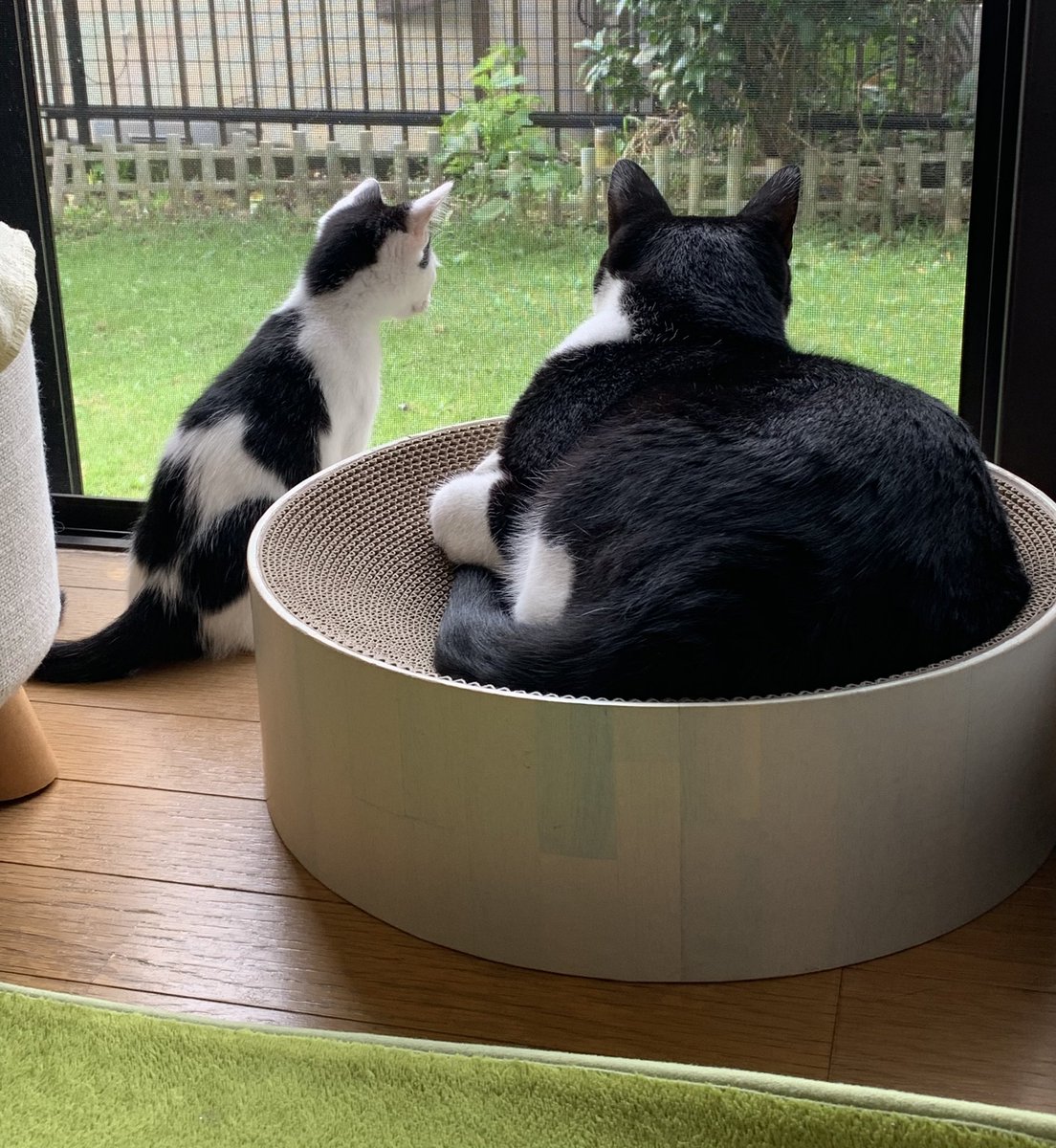 yellowrabbit67's tweet photo. 今日は過去最大に放牧してたら伸び伸び過ごしてた…先住猫との関わり方にも慣れてきたのか？基本的には構って欲しいがお互いのペースで休むときは休むが出来ていた。仔猫の成長は早いらしいので記録しながら見守れたらと思うそして先住猫の懐の深さに感謝を🐱 https://t.co/RooyBPMG0O