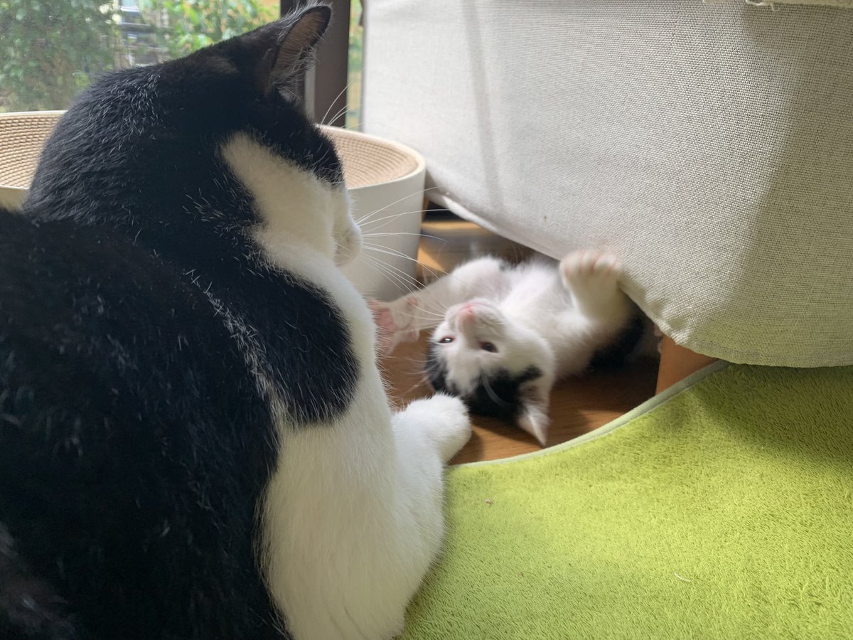 yellowrabbit67's tweet photo. 今日は過去最大に放牧してたら伸び伸び過ごしてた…先住猫との関わり方にも慣れてきたのか？基本的には構って欲しいがお互いのペースで休むときは休むが出来ていた。仔猫の成長は早いらしいので記録しながら見守れたらと思うそして先住猫の懐の深さに感謝を🐱 https://t.co/RooyBPMG0O