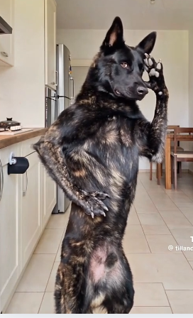ThePhoenixBull's tweet photo. Cooking for you-tube waiter waiter their is a dog in my soup https://t.co/Ihp7yzPeC1 via @YouTube https://t.co/LmMqP5g9dS