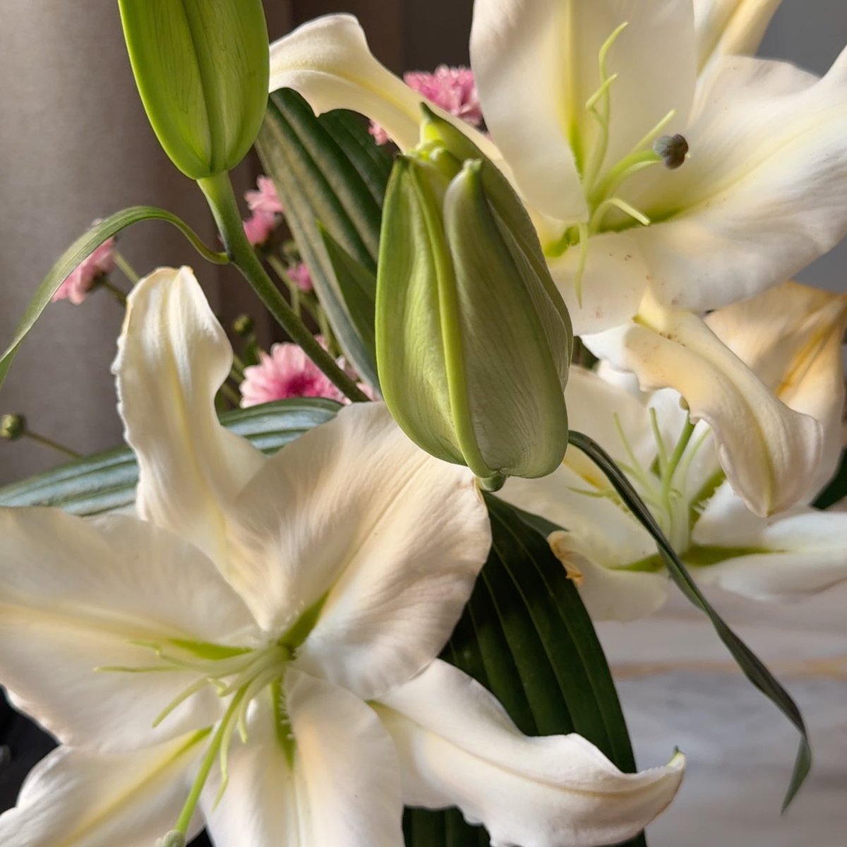 saillorbye's tweet photo. blooming🤍! https://t.co/cF96HvWehF
