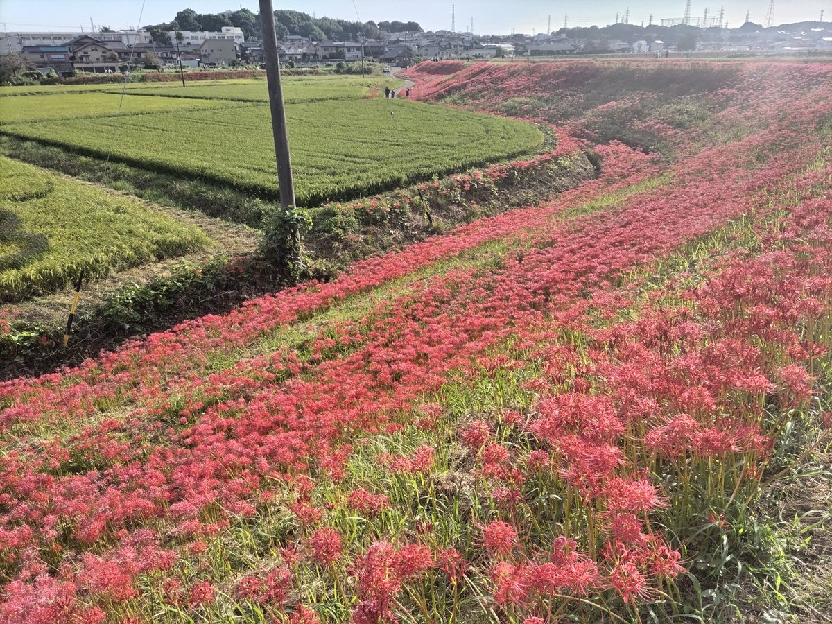 ake_1207toshi's tweet photo. 近所に彼岸花がキレイに咲いてる所があるので初めて散歩がてら行ってみた。 https://t.co/JPJAyibIRJ