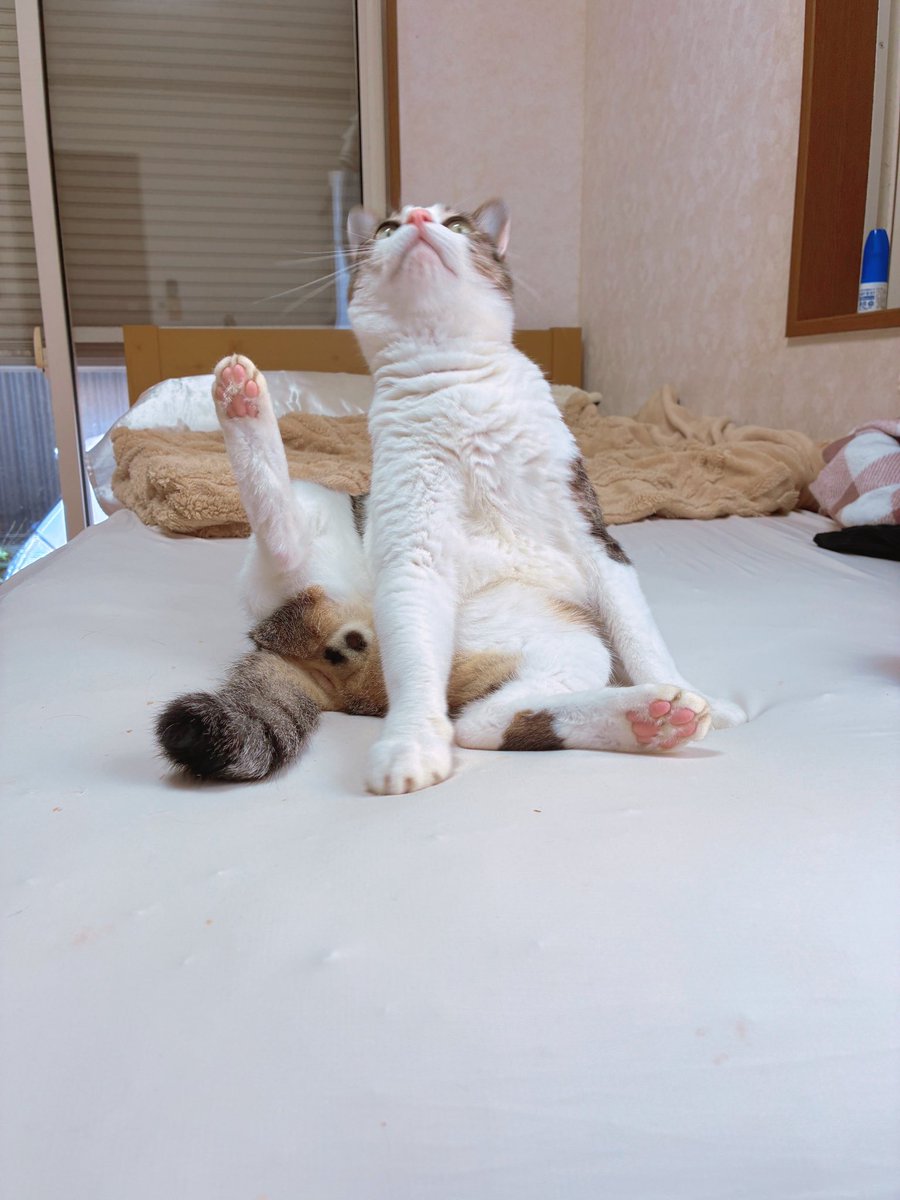 chakohakulog's tweet photo. 毛繕い中に虫に気を取られる猫、もう全部かわいい。 https://t.co/nY76l2Tkjd