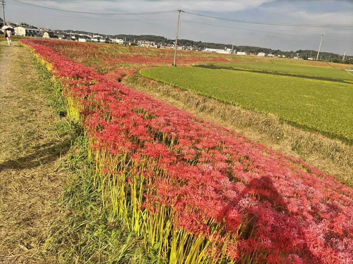 ake_1207toshi's tweet photo. 近所に彼岸花がキレイに咲いてる所があるので初めて散歩がてら行ってみた。 https://t.co/JPJAyibIRJ