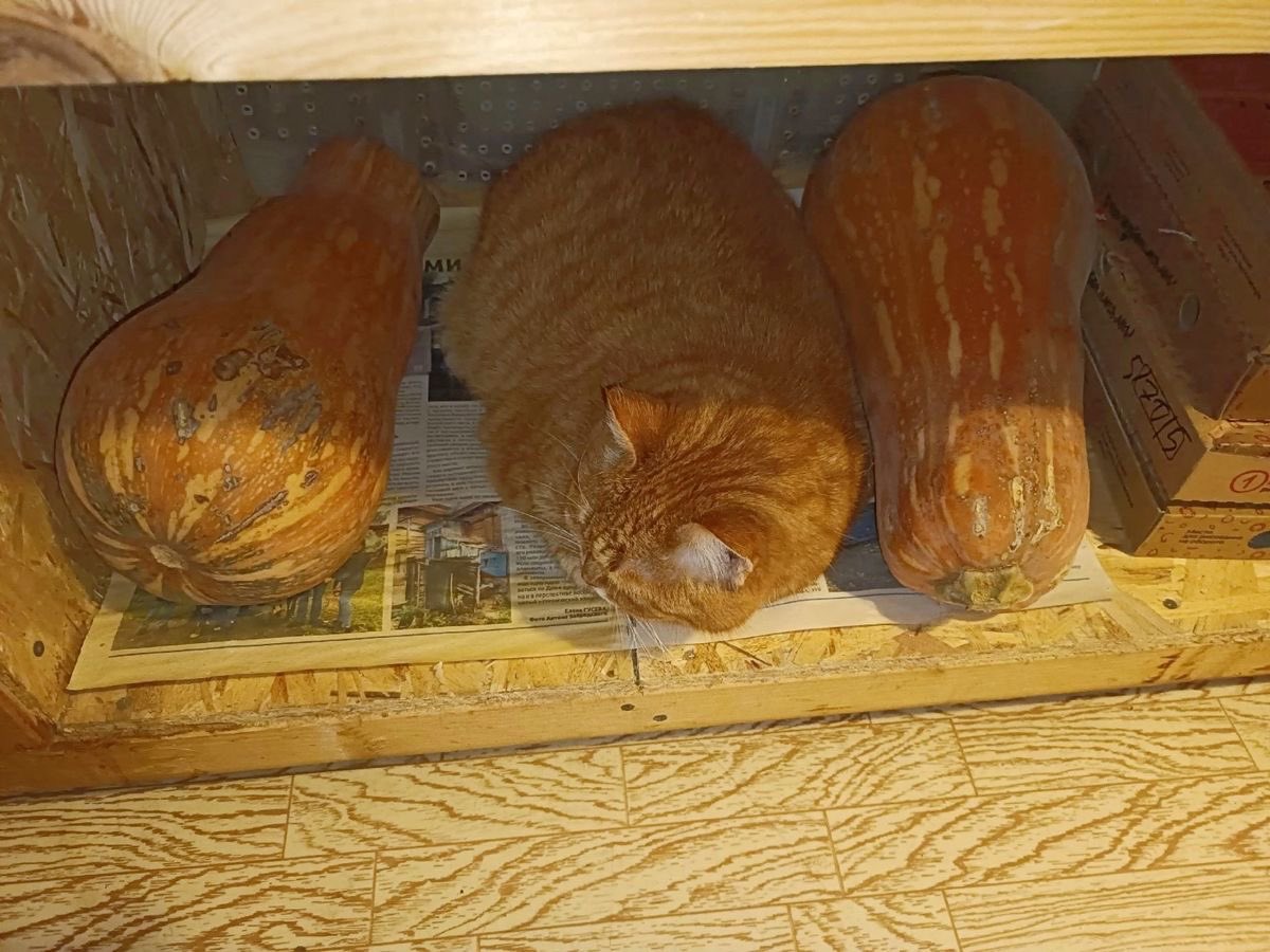 gatinarios's tweet photo. dia 7: eles ainda não perceberam https://t.co/ccUc3dJhnV