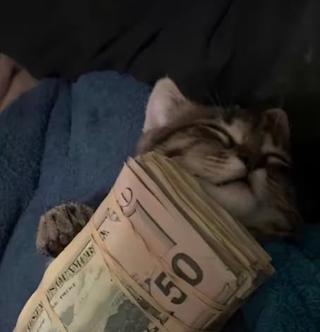 MainCryptoWorld's tweet photo. @KriptonunUzmani Cryptans, we are still waiting for our chance🤣😅😂 https://t.co/3H4a54tB1o