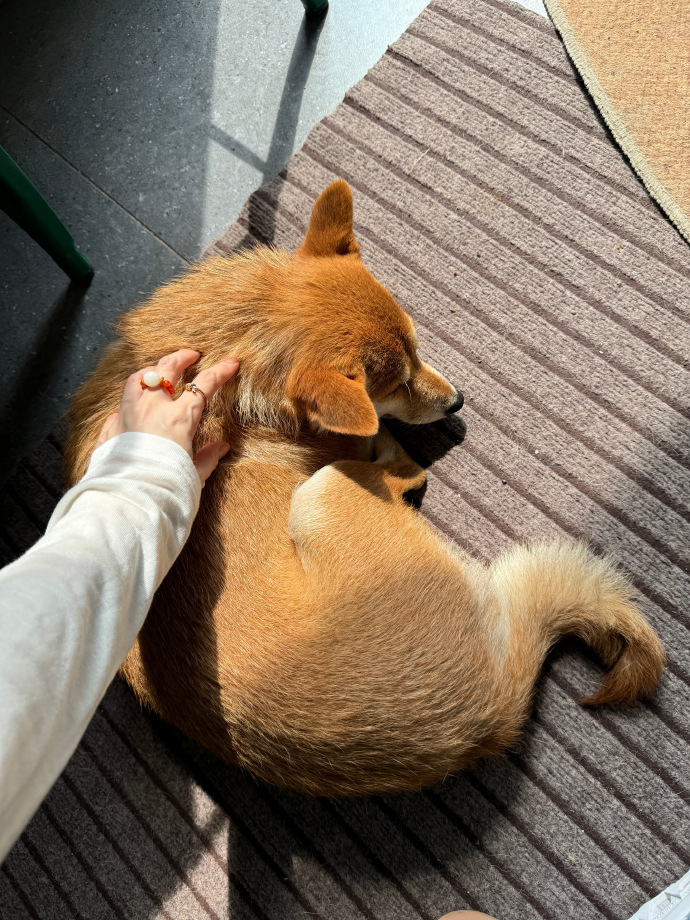 HobertEarndp's tweet photo. My fur mate makes every ordinary day feel like a celebration—snuggles, silly zoomies, and all the warm chaos I never knew I needed. https://t.co/6tcIyrfylv