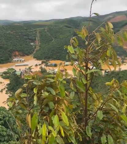 SpillingTheBean's tweet photo. The issue on how credit and financing work in Vietnam for the #coffee growers and other #KC-market players is truly fascinating David and I cannot stress enough how much i and many other followers here appreciate you sharing this with us - and yes you are SPOT-ON again, the 2nd additional MASSIVE wave of TORRENTIAL damaging rains are ONLY going to make the growing conditions WORSE and with cherry droppings and massive EXCESS humidity on top of this, and as PLENTY of pictures and videos from HIGHER LYING growing regions already have confirmed, it's not only "low lying" and isolated areas that have been it but VAST PARTS of Vietnam's Central Highlands, including the two TOP-growing provinces of Gia Lai and Dak lak, with MIN and IRREVERSIBLE LOSSES of 30% to the new crop !!