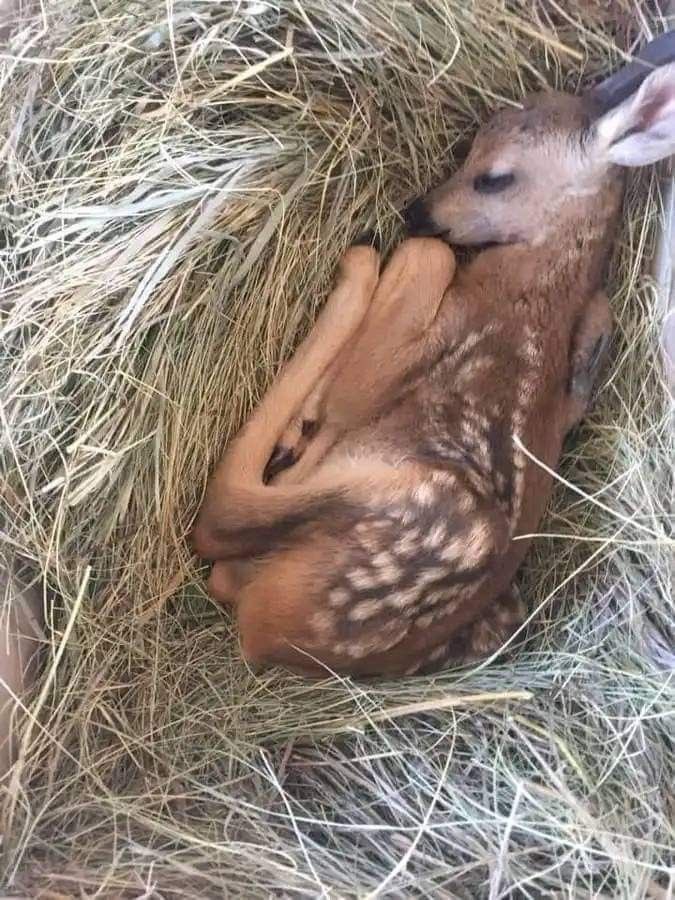 springtimebunni's tweet photo. https://t.co/de1O3N9FAr