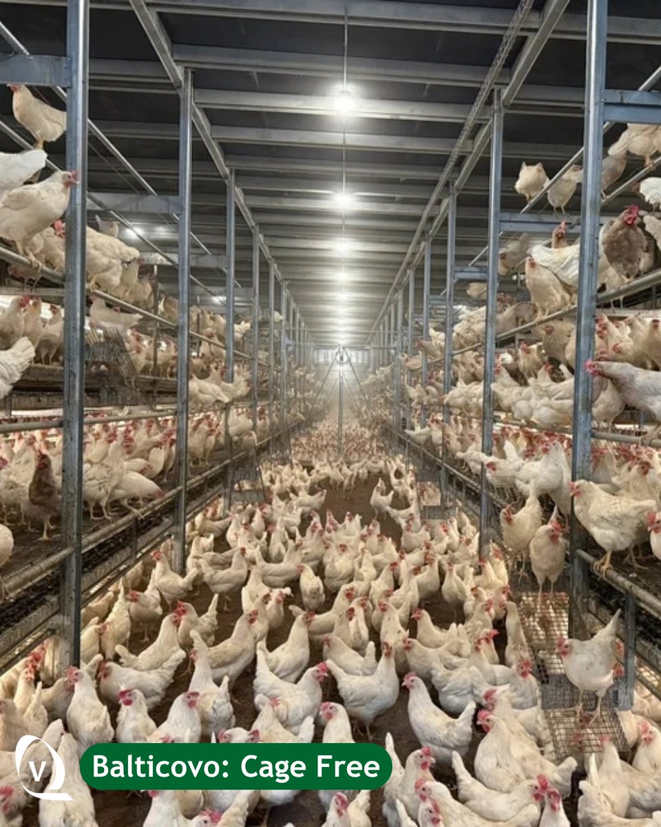 VencomaticGroup's tweet photo. Cage-free production starts with cage-free rearing.
Before the laying house, pullets learn to jump, perch and navigate different levels. Balticovo uses Bolegg Starter to prepare birds for Bolegg Gallery, because cage-free begins well before the first egg.
#CageFree https://t.co/o8u5MAEiFg