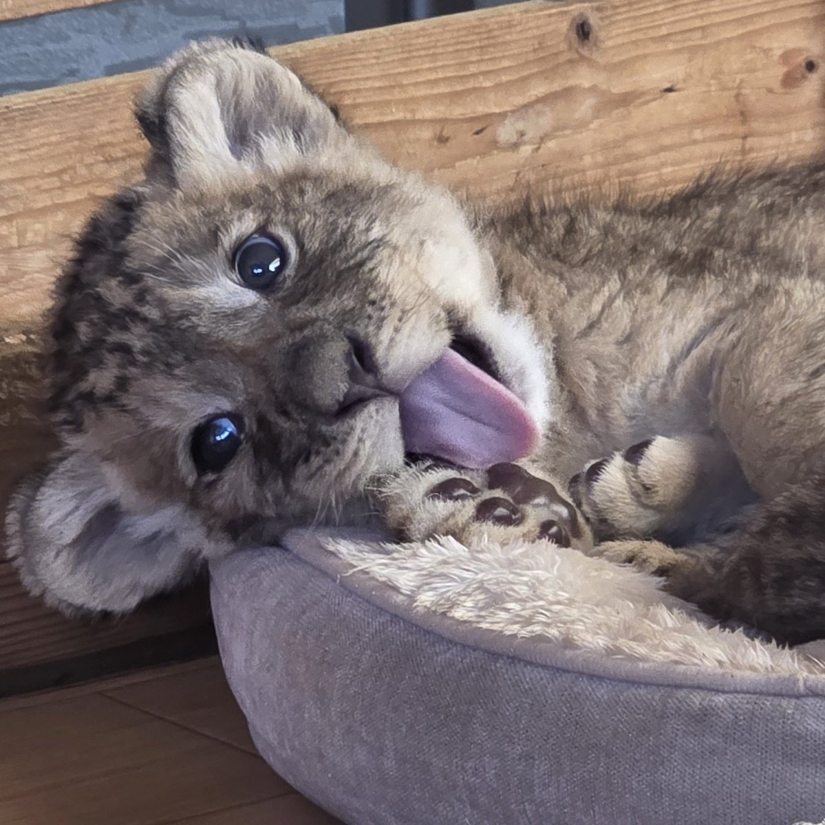 yhsb49's tweet photo. ライオンの赤ちゃんたち🦁🐾
ベッドが常にぎゅうぎゅう、可愛さもいっぱい🥹❤️
＃秋吉台サファリランド
＃ライオンの赤ちゃん https://t.co/vxGxjh4cuI