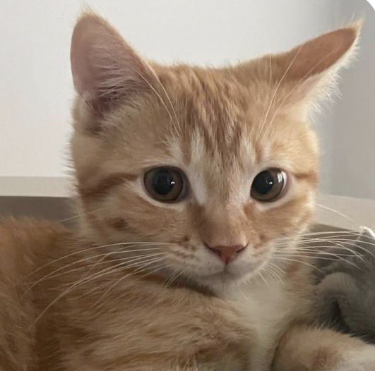 cat_umm's tweet photo. https://t.co/kt6LjUIMcD