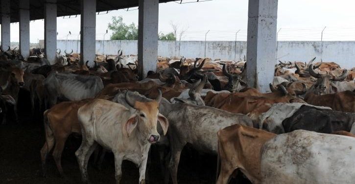 OrissaPOSTLive's tweet photo. The state government has so far facilitated the construction of 37 new gaushalas to tackle the growing problem of abandoned bulls and stray cattle damaging crops, the Assembly was informed Wednesday.
#Odisha #Gaushala #StrayCattle #CattleProtection #OrissaPOST
📲 Follow Orissa POST – Odisha’s No. 1 English Daily 📰✨