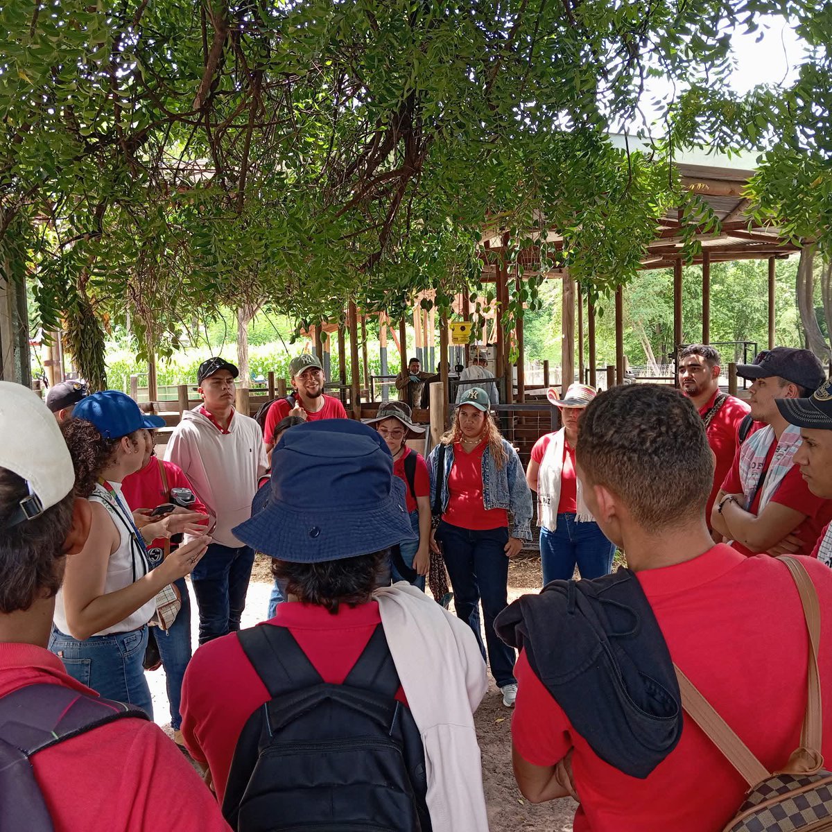 SomosAGROSAVIA's tweet photo. En el Centro de Investigación y Transferencia de Tecnología Motilonia recibimos a estudiantes del programa de Producción Ganadera del SENA CBC Valledupar, quienes conocieron de primera mano las ofertas tecnológicas que AGROSAVIA desarrolla para fortalecer los sistemas productivos ganaderos de la región.

Durante la jornada, investigadores y profesionales presentaron tecnologías de la Red de Ganadería, entre ellas: arreglos silvopastoriles con eucalipto y leucaena, bloques multinutricionales, el modelo productivo de carne ovina, la raza criolla Costeño con Cuernos, el pasto AGROSAVIA Sabanera y el sorgo JJT-18 para la producción de heno y ensilaje.

Un espacio de intercambio de conocimiento que acerca la ciencia y la innovación a la formación de los futuros profesionales del sector agropecuario. 

#MotiloniaCIT #GanaderíaSostenible #SENA #Valledupar #InnovaciónAgropecuaria