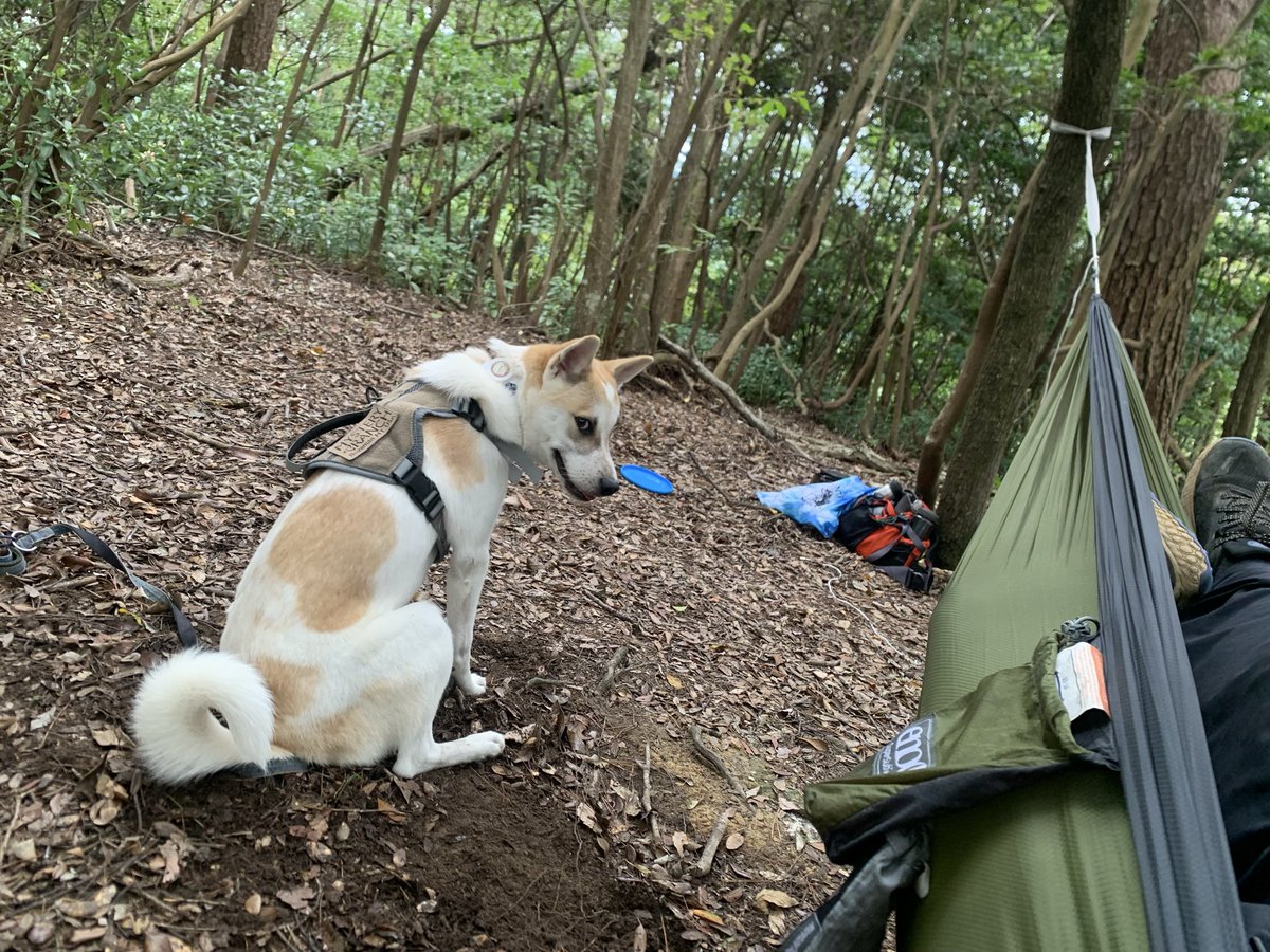 ponsato55's tweet photo. 犬鳴登山でハンモック
爆睡してからのおはよう😃

#保護犬と暮らす https://t.co/MiVN6JZziV