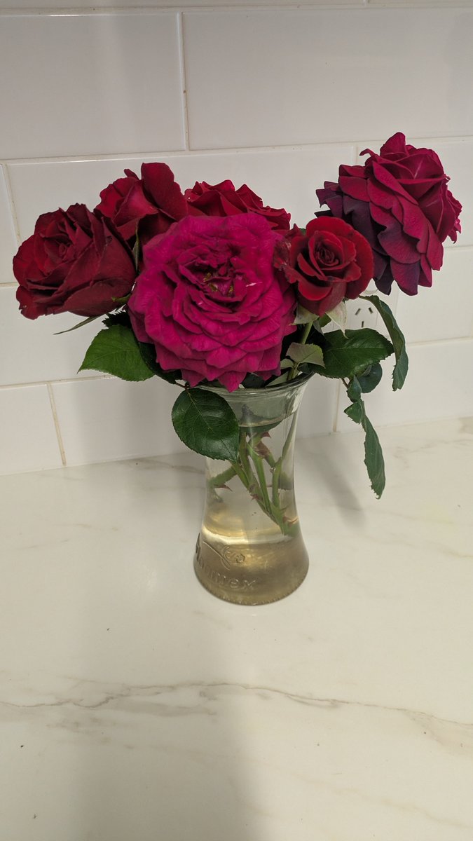 LynneS_Author's tweet photo. #springroses Some more roses from my garden. https://t.co/jLmgNXwuiv