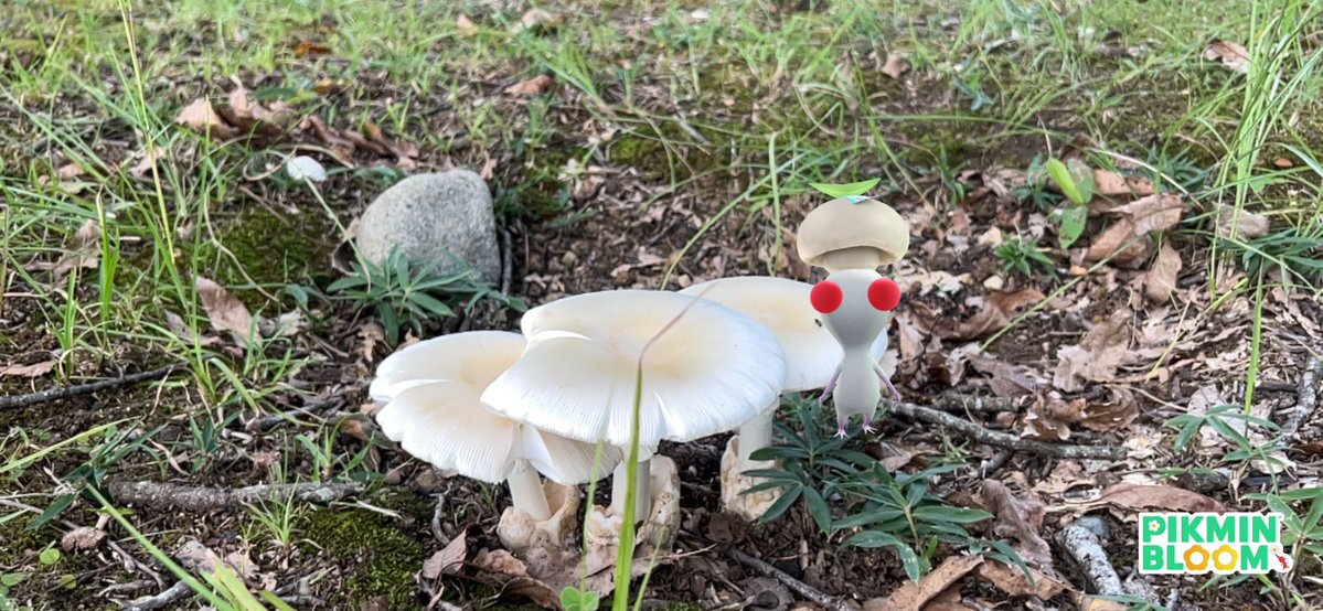 michel_o0's tweet photo. 本日のキノコ🍄

キノコのｴｹﾁｪﾝもいた

 #ピクミンブルーム https://t.co/lMcFG8owVX
