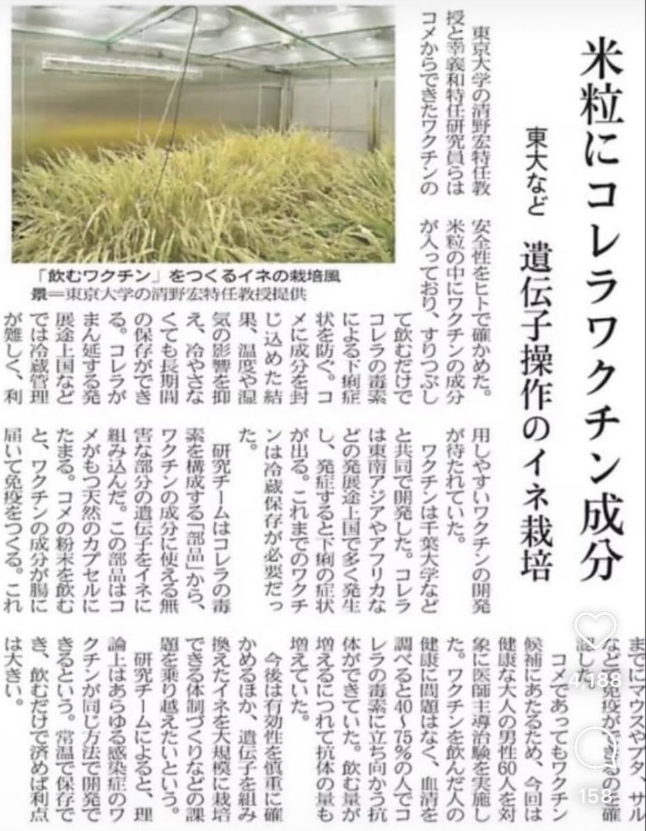 PoppinCoco3's tweet photo. 飲むワクチン「ムコライス」の記事がこれ。
“遺伝子操作のイネ栽培”って
普通に見出しに使ってるところがヤバすぎるだろ…😱

絶対に食わねぇし飲まねぇよ！！ https://t.co/YCn0utOe4N