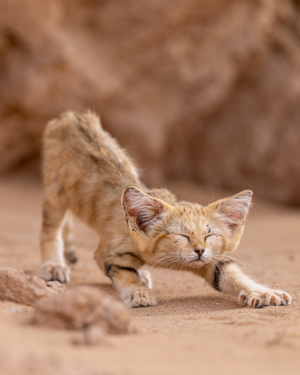 Complex's tweet photo. Rare sand cat kitten spotted in Morocco’s desert.

[📸: @remivcr ] https://t.co/9bUjVjApuH