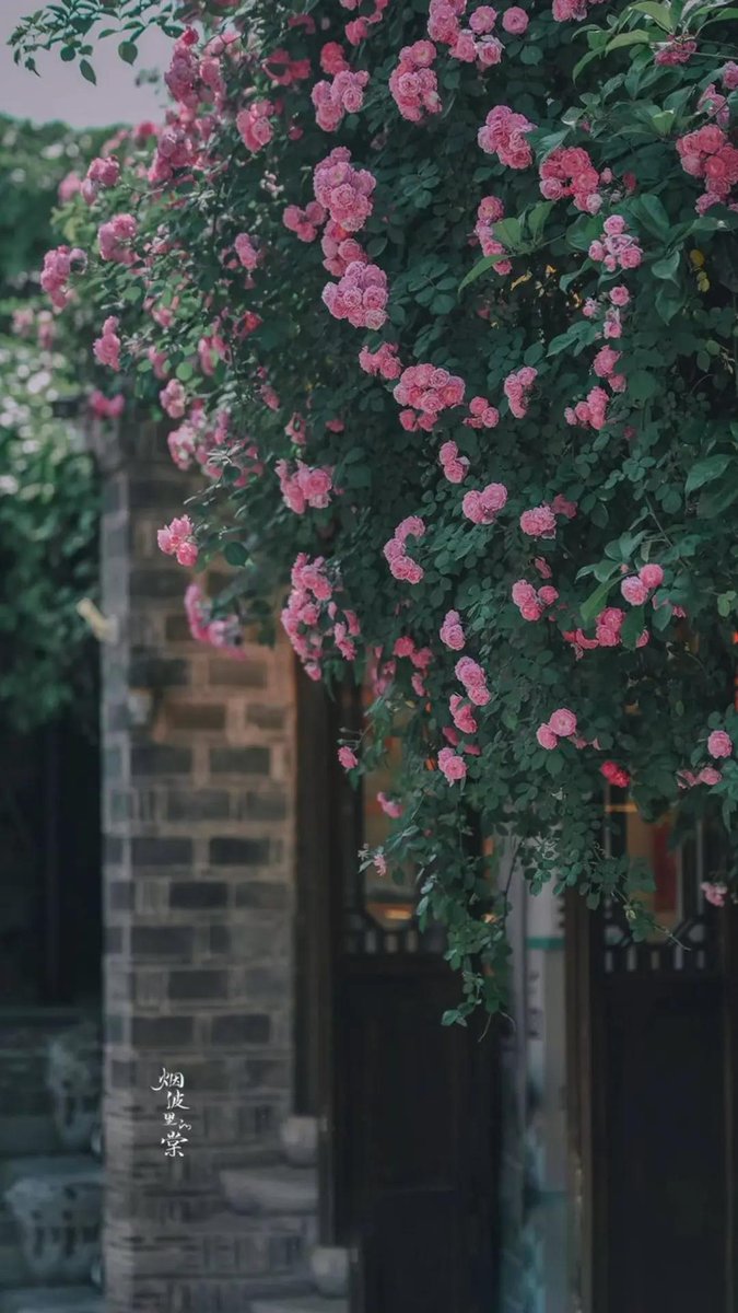 ByronVogencoun's tweet photo. it is strange how we persist in bloom despite the quiet chaos of everything else. do you ever feel like you're just waiting? 🥀 https://t.co/pFwneT0RgY