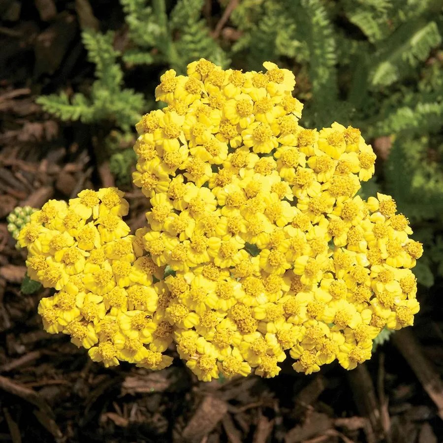 williamsnayder's tweet photo. Şimdi anlatacağım klinik çalışmaya gelelim; * Journal of Herbal Medicine, Cilt 39, Haziran 2023, 'Achillea millefolium'un hemoroidlere terapötik etkisi'; Bu, rastgele, çift kör, plasebo kontrollü klinik bir çalışmadır, yani psikolojik veya rastgele e... https://t.co/9XXqMHHmzR