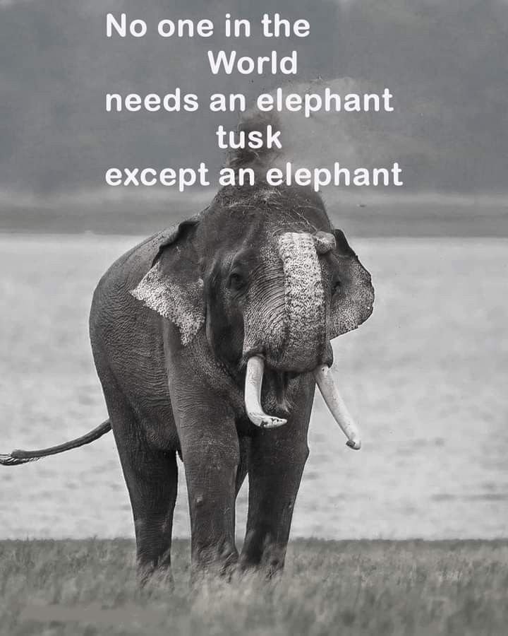 wildanimalpis's tweet photo. https://t.co/cV300Hi63Y