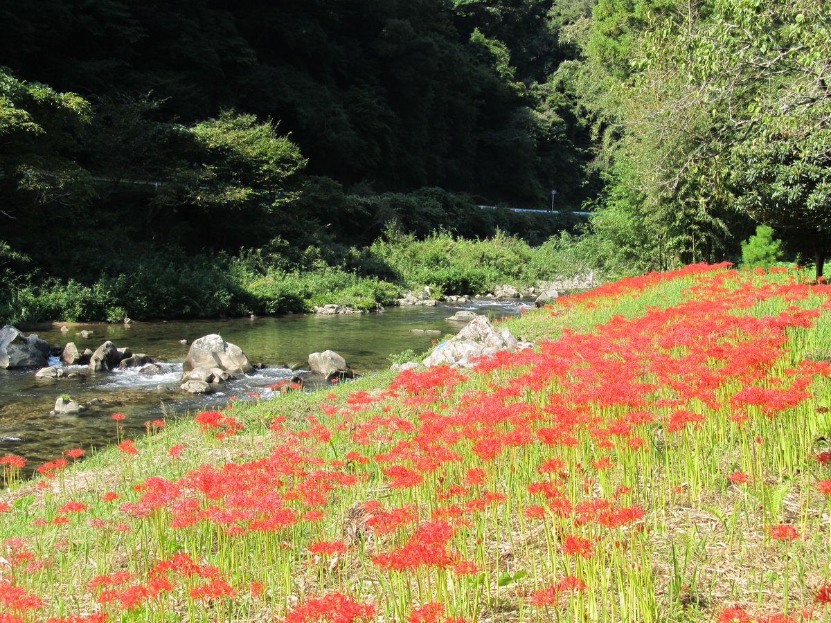 hichiso's tweet photo. 彼岸花が咲き始めました🍁
彼岸花は、秋のお彼岸の頃に咲くことからその名前がついたと言われています。花が咲くときには葉が無く、花が終わった後に葉が伸びるそうです🌱 https://t.co/KXEuA4wPqg