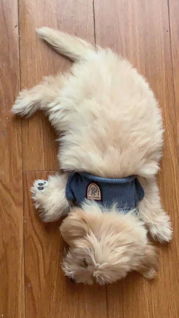 Raka72355150's tweet photo. My little furball grew 2x bigger in 6 months! Watching tiny paws turn into soft, big ones is the sweetest magic https://t.co/W9cxKgVHDS