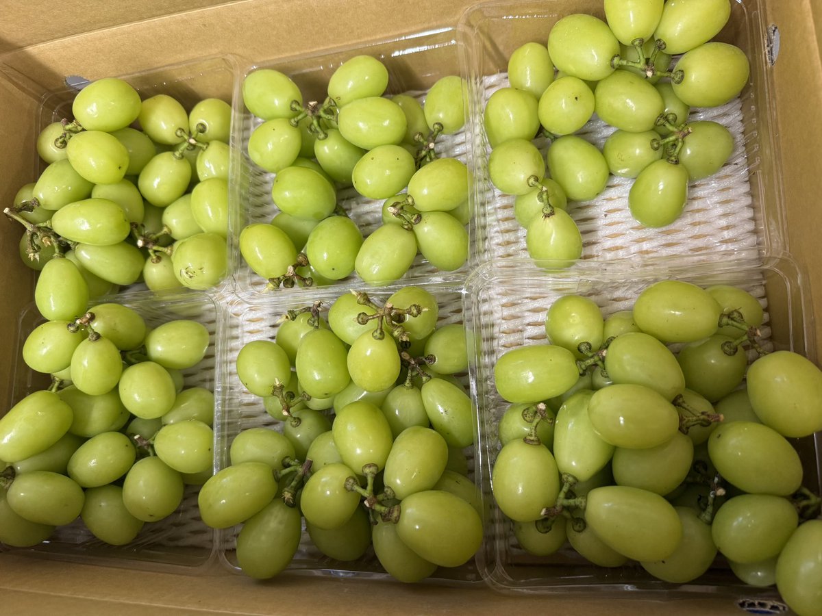 sakkiy127's tweet photo. フルーツ王国あるある：
職場の誰かしらが何かしらを差し入れしてくれる🍇🍇🍇🍇🍇🍇🍇🍇🍇🍇
今年もこの時期がやってきたー！！！ https://t.co/csyRMsoNX8