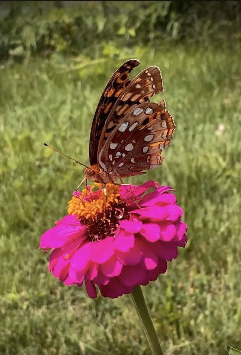 Shane5vlogz's tweet photo. Healing isn’t pretty, it’s learning to land again without breaking.

#butterfly #butterflies #beautiful #healing #broken https://t.co/rK42eTURkL
