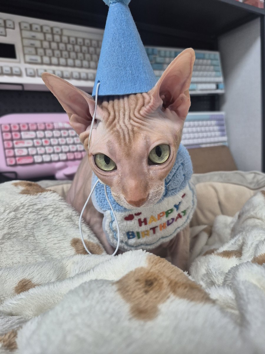 _guesa's tweet photo. 구이사는 9월24일 저의 반려묘 시즈의 생일 입니다!
시즈 생일축하해 https://t.co/9I44ct1FvR