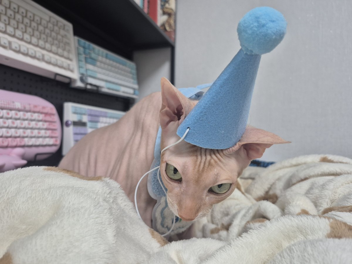 _guesa's tweet photo. 구이사는 9월24일 저의 반려묘 시즈의 생일 입니다!
시즈 생일축하해 https://t.co/9I44ct1FvR
