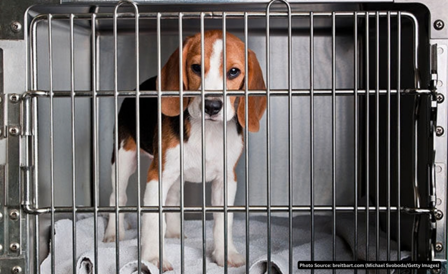 VibesSocial1's tweet photo. It’s time to demand accountability.
Oak Hill Genetics managed to ship more than 1,500 hound-mix dogs—including puppies as young as three months old—straight into the hands … Read More... https://t.co/Dyo9QdUHz1
